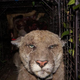 Image for article titled Stop Using Rat Poison, It's Killing Wildlife